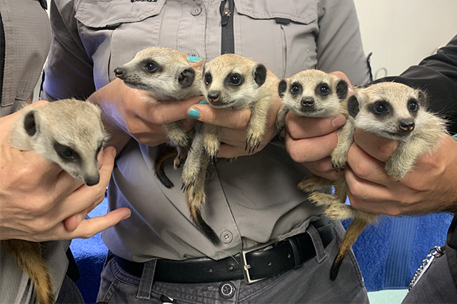 Sydney-Zoo-Meerkat-babies