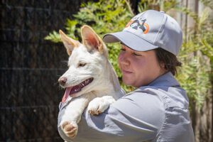 Sydney Zoo keeper and dingo pups