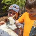 Boy patting Dingo pups at Sydney Zoo