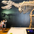 Tyrannosaurs Meet the Family exhibition - Australian Museum