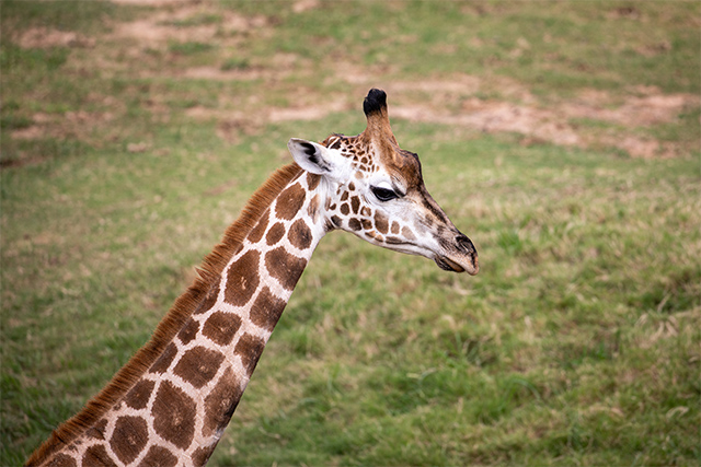 Sydney Zoo Nzuri Giraffe