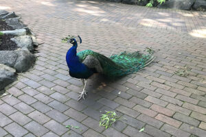 One of the resident peacocks at the Auburn Botanic Gardens