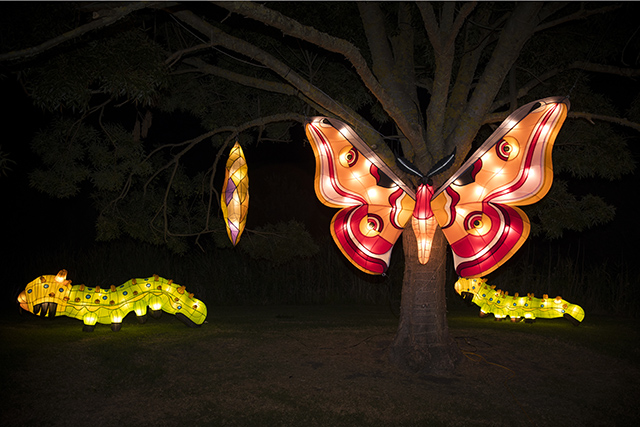 Glow light festival at Sydney Zoo