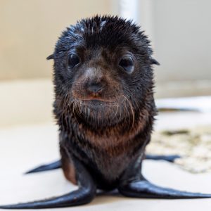 Kobe seal pup - Taronga Zoo