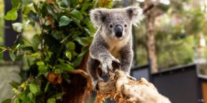 Koala on branch - Taronga Zoo