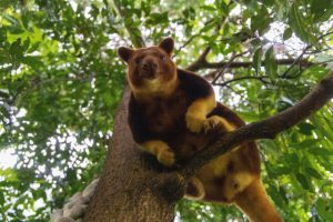 Tree Roo - Nura Diya - Taronga Zoo